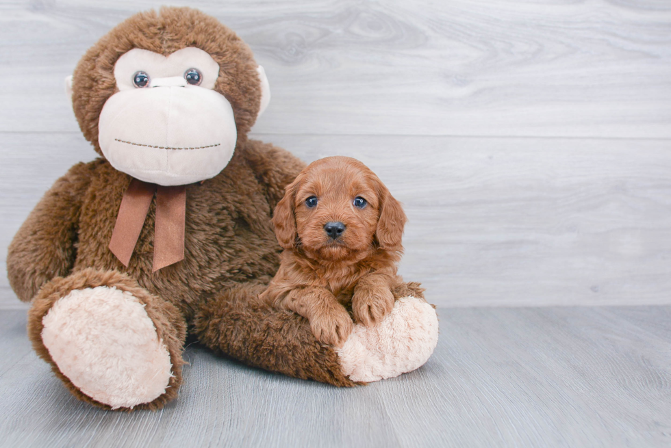 Best Cavapoo Baby