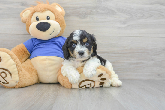 Cavapoo Puppy for Adoption