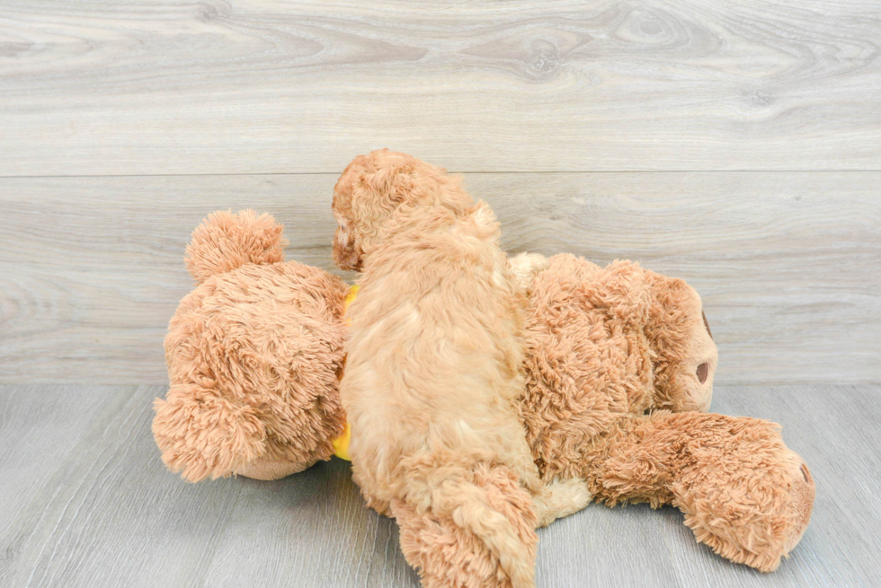 Friendly Cavapoo Baby