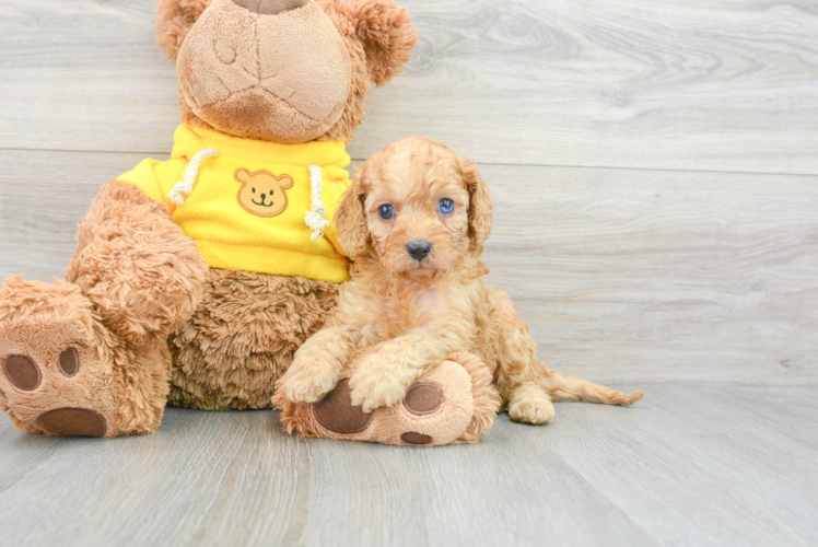 Playful Cavoodle Poodle Mix Puppy