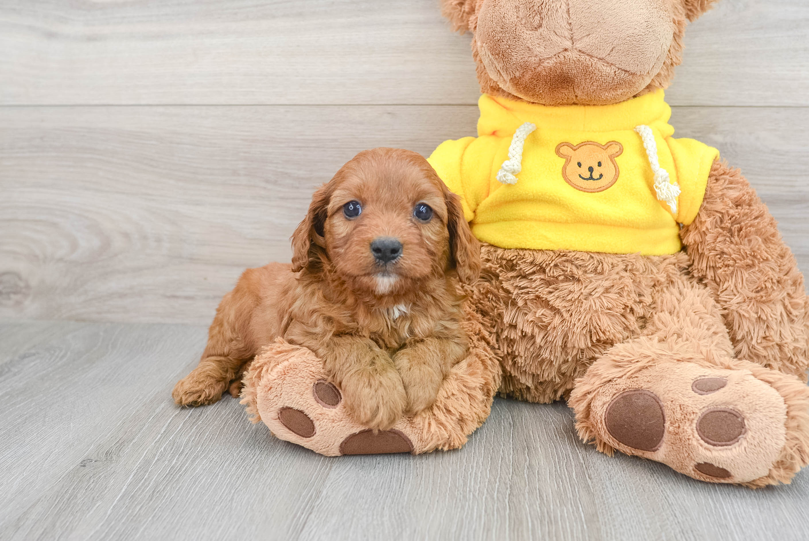 Petite Cavapoo Poodle Mix Pup