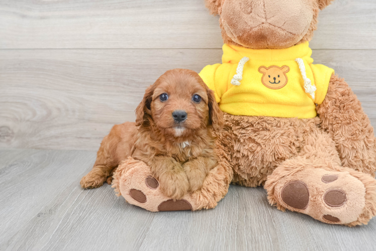 Petite Cavapoo Poodle Mix Pup