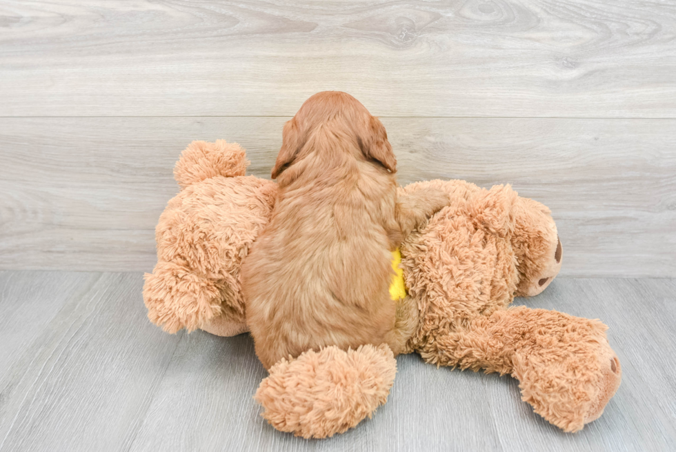 Cavapoo Puppy for Adoption