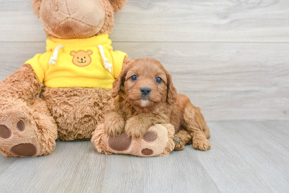 Friendly Cavapoo Baby