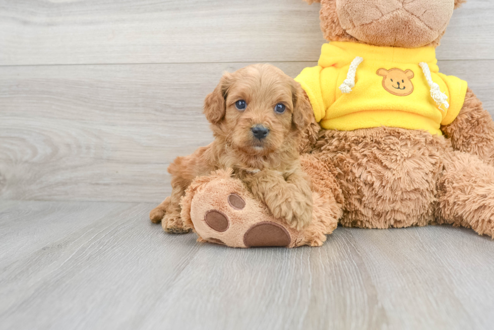 Cavapoo Puppy for Adoption