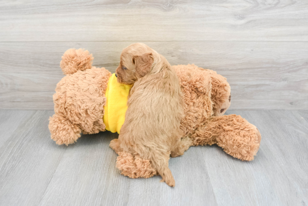 Fluffy Cavapoo Poodle Mix Pup