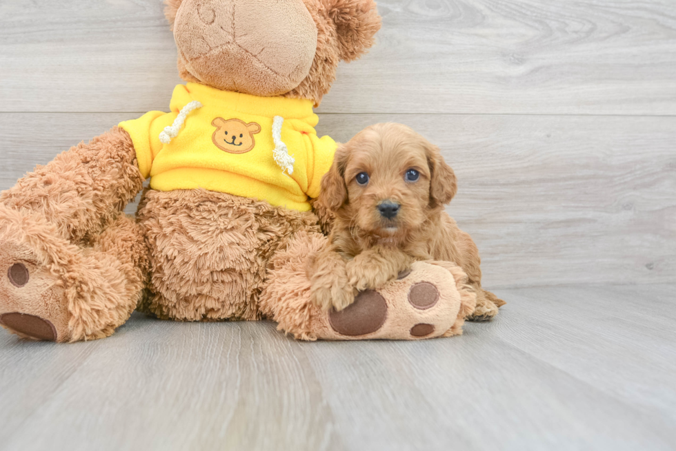 Cavapoo Puppy for Adoption