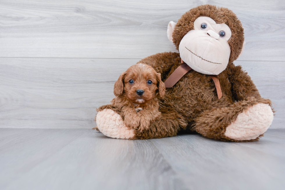 Cavapoo Pup Being Cute