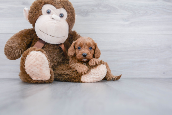 Adorable Cavoodle Poodle Mix Puppy