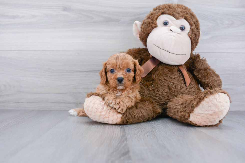 Playful Cavoodle Poodle Mix Puppy