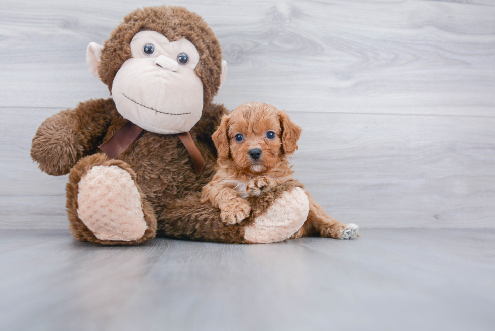 Energetic Cavoodle Poodle Mix Puppy