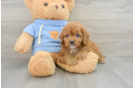 Adorable Cavalier King Charles Spaniel and Poodle Mix Poodle Mix Puppy