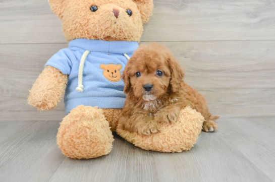 Adorable Cavalier King Charles Spaniel and Poodle Mix Poodle Mix Puppy