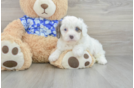 Cavapoo Pup Being Cute