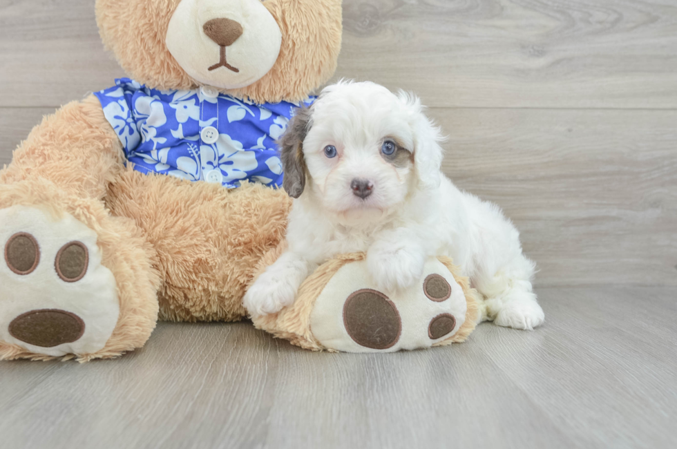 6 week old Cavapoo Puppy For Sale - Premier Pups