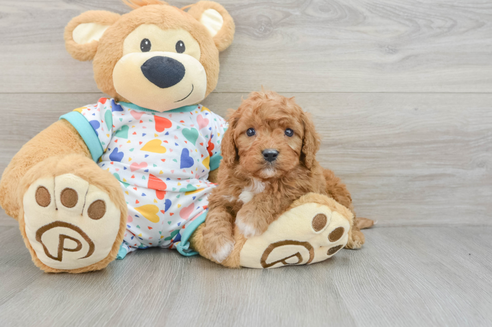 Little Cavipoo Poodle Mix Puppy