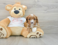 7 week old Cavapoo Puppy For Sale - Premier Pups