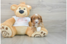 Smart Cavapoo Poodle Mix Pup