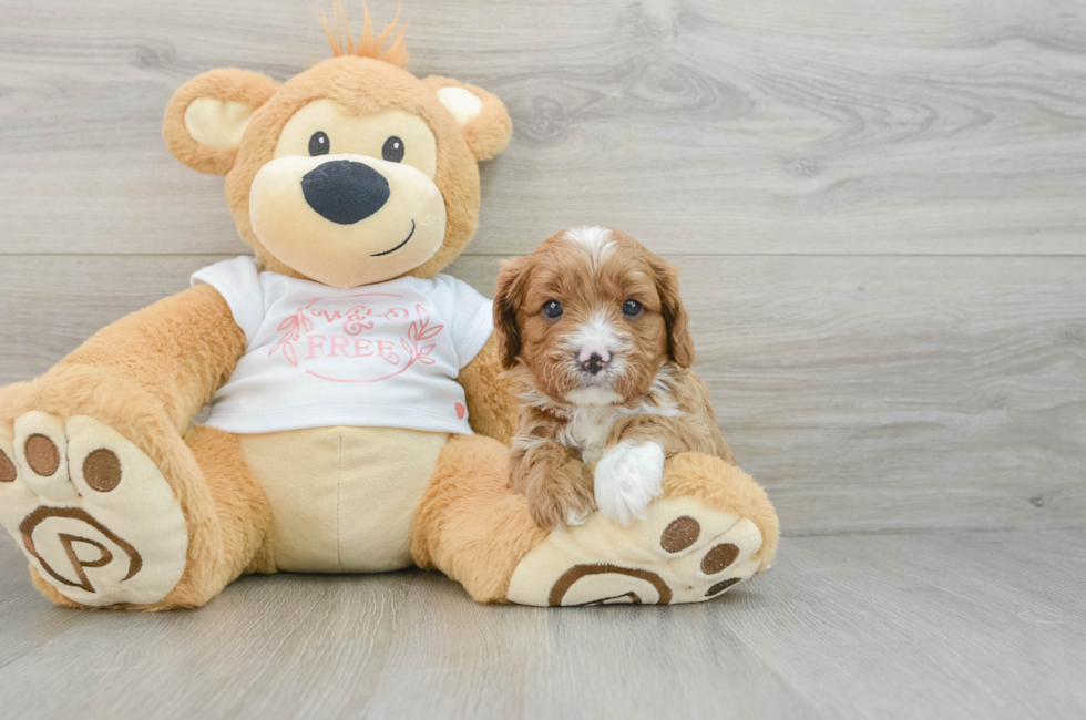 5 week old Cavapoo Puppy For Sale - Premier Pups