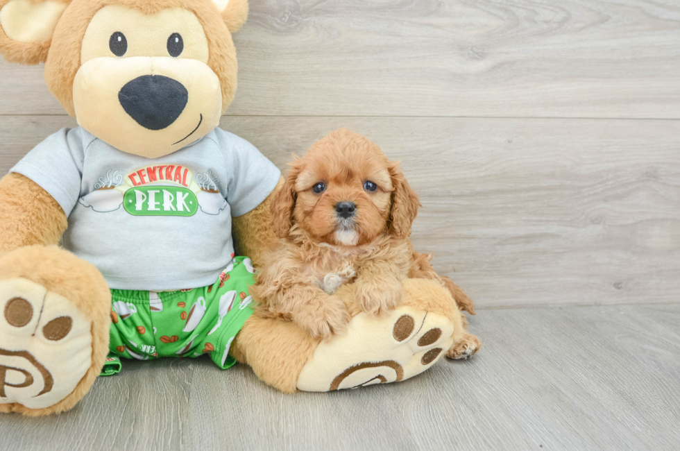 5 week old Cavapoo Puppy For Sale - Premier Pups