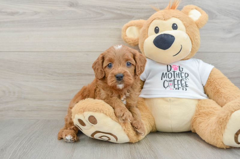 Meet Anthony - our Cavapoo Puppy Photo 1/3 - Premier Pups