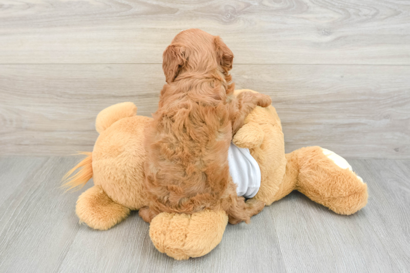 Meet Anthony - our Cavapoo Puppy Photo 2/3 - Premier Pups