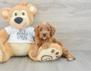8 week old Cavapoo Puppy For Sale - Premier Pups