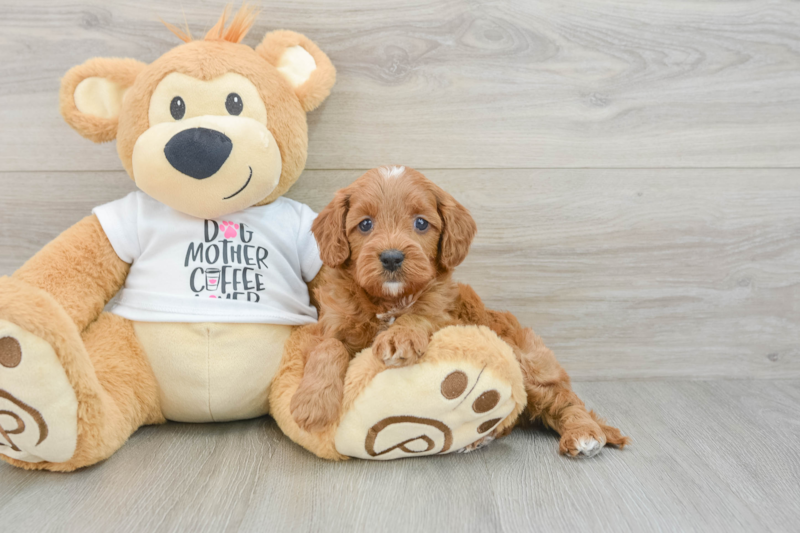Meet Anthony - our Cavapoo Puppy Photo 3/3 - Premier Pups