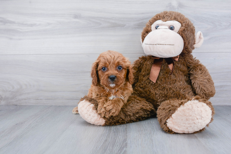 Adorable Cavoodle Poodle Mix Puppy