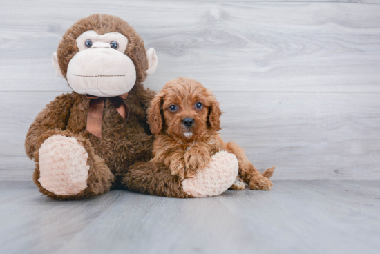 Best Cavapoo Baby