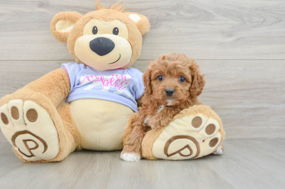 5 week old Cavapoo Puppy For Sale - Premier Pups