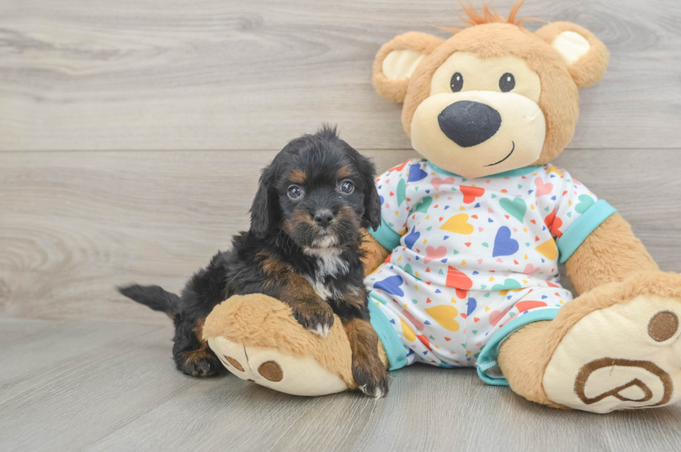 6 week old Cavapoo Puppy For Sale - Premier Pups