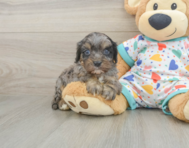 8 week old Cavapoo Puppy For Sale - Premier Pups
