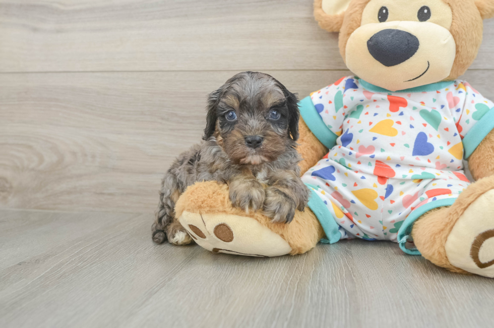 6 week old Cavapoo Puppy For Sale - Premier Pups