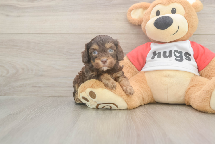 Cavapoo Pup Being Cute