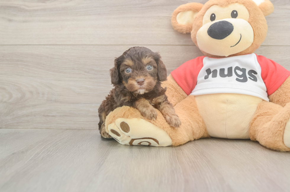 5 week old Cavapoo Puppy For Sale - Premier Pups
