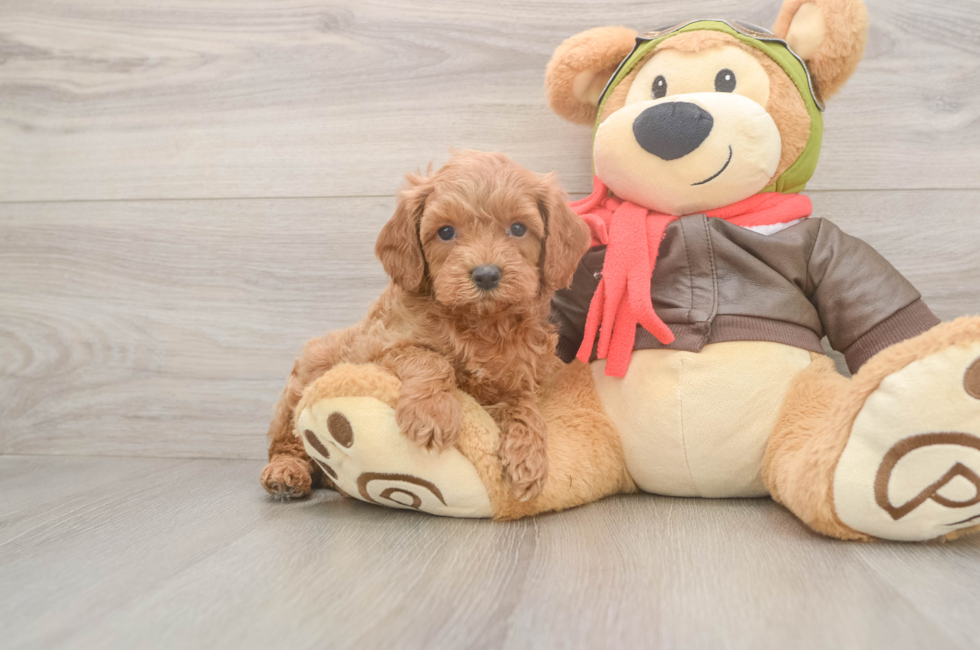 5 week old Cavapoo Puppy For Sale - Premier Pups