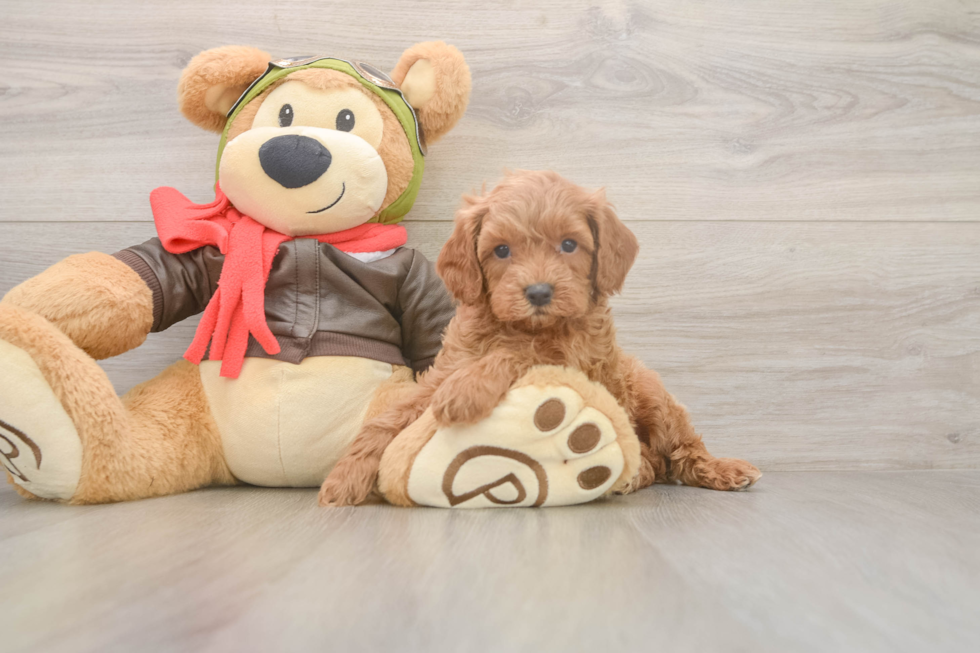 Fluffy Cavapoo Poodle Mix Pup