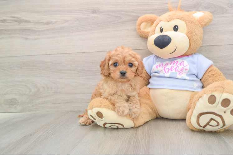 Friendly Cavapoo Baby
