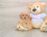 6 week old Cavapoo Puppy For Sale - Premier Pups