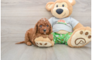 Best Cavapoo Baby