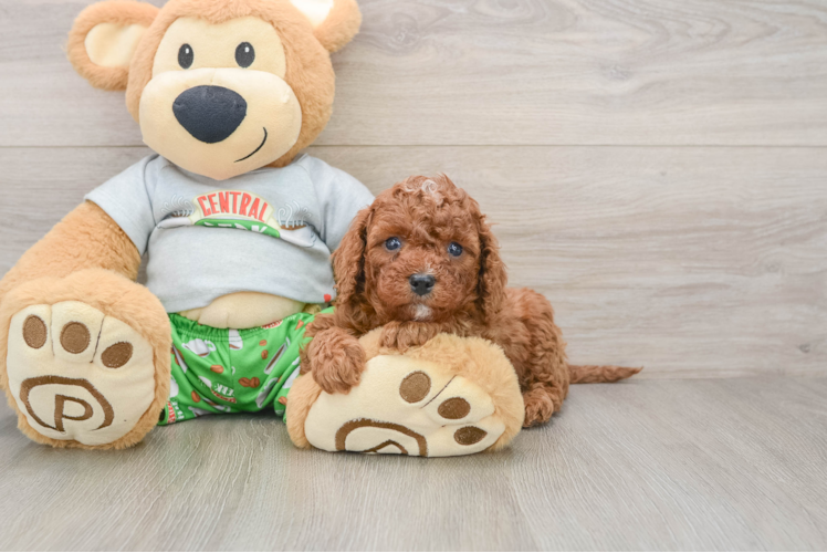 Little Cavipoo Poodle Mix Puppy