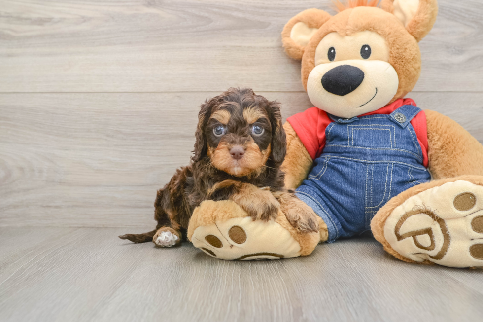 Cavapoo Puppy for Adoption