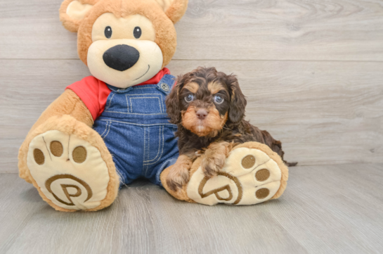 Hypoallergenic Cavadoodle Poodle Mix Puppy