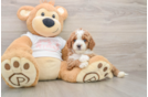 Funny Cavapoo Poodle Mix Pup