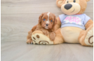 Cavapoo Puppy for Adoption