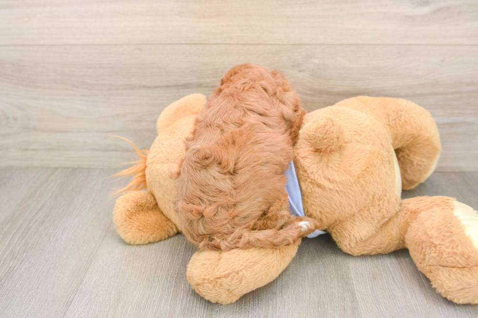 Cavapoo Pup Being Cute