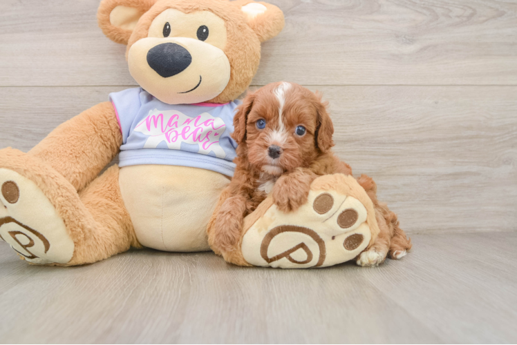 Cavapoo Pup Being Cute
