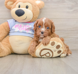 5 week old Cavapoo Puppy For Sale - Premier Pups