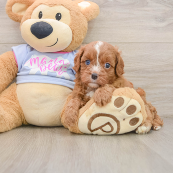 Cavapoo Pup Being Cute
